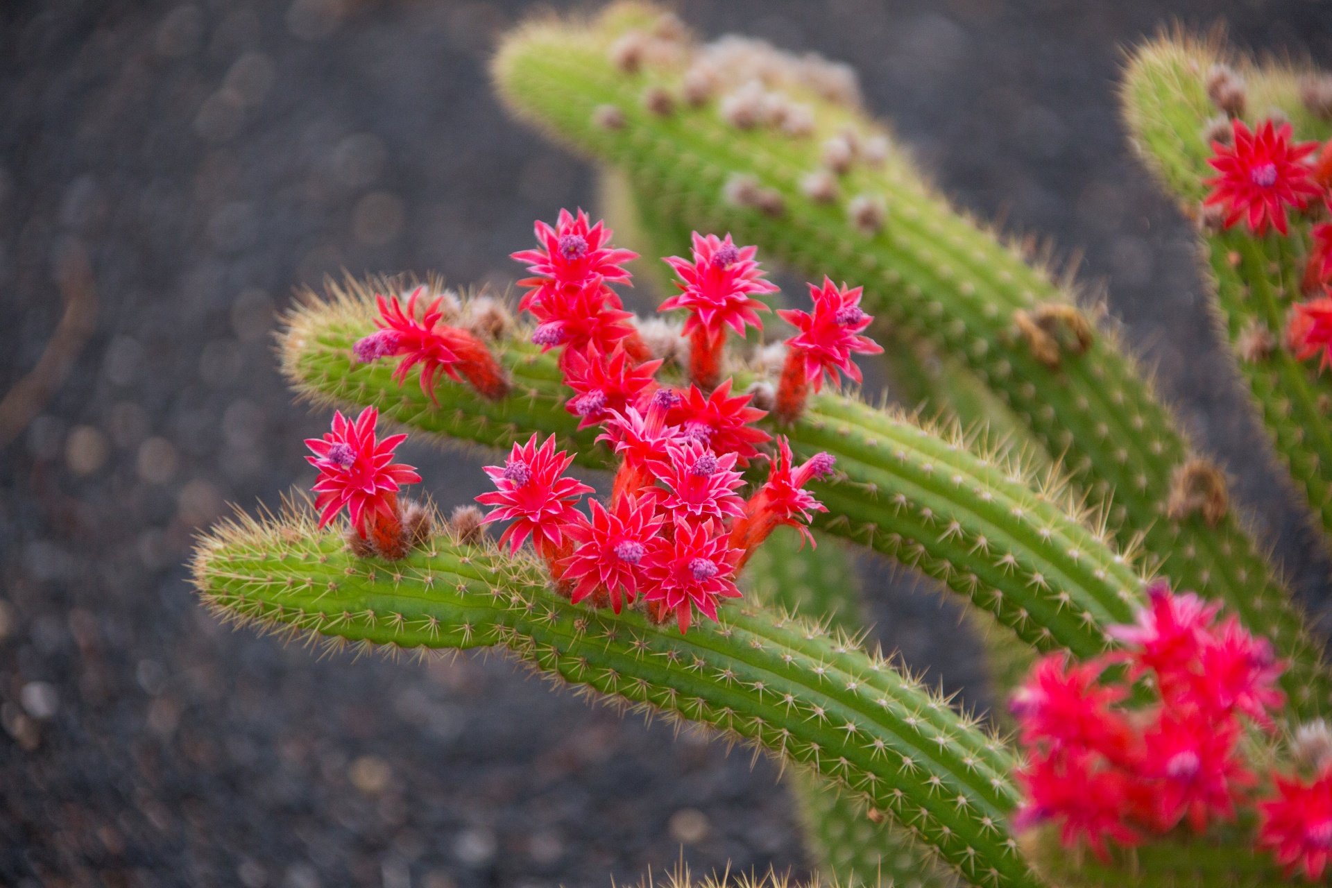 კაკტუსები
